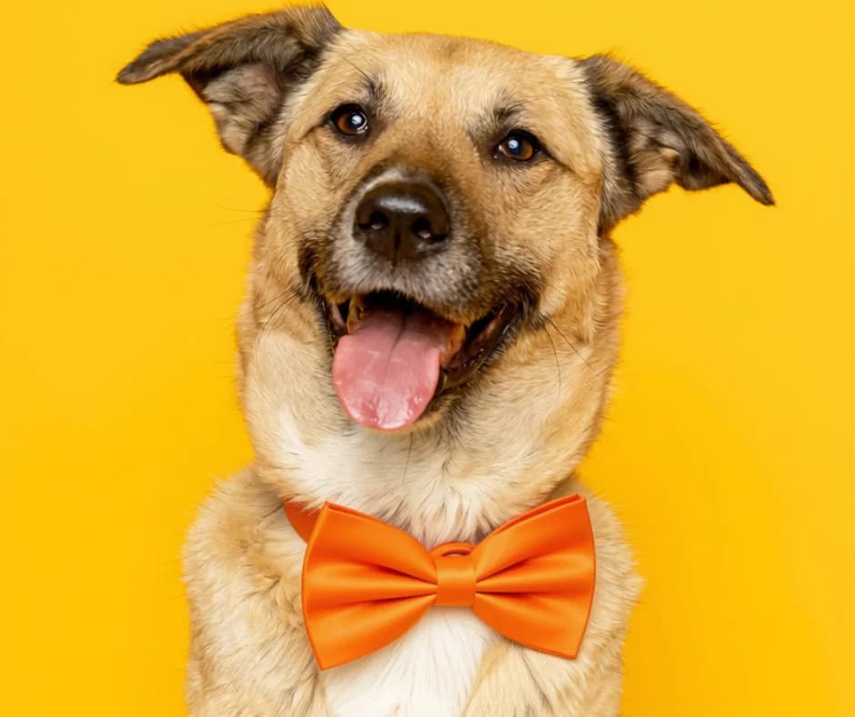 Bambi β 2 year old Female, female mixed breed for adoption at Rain Rescue