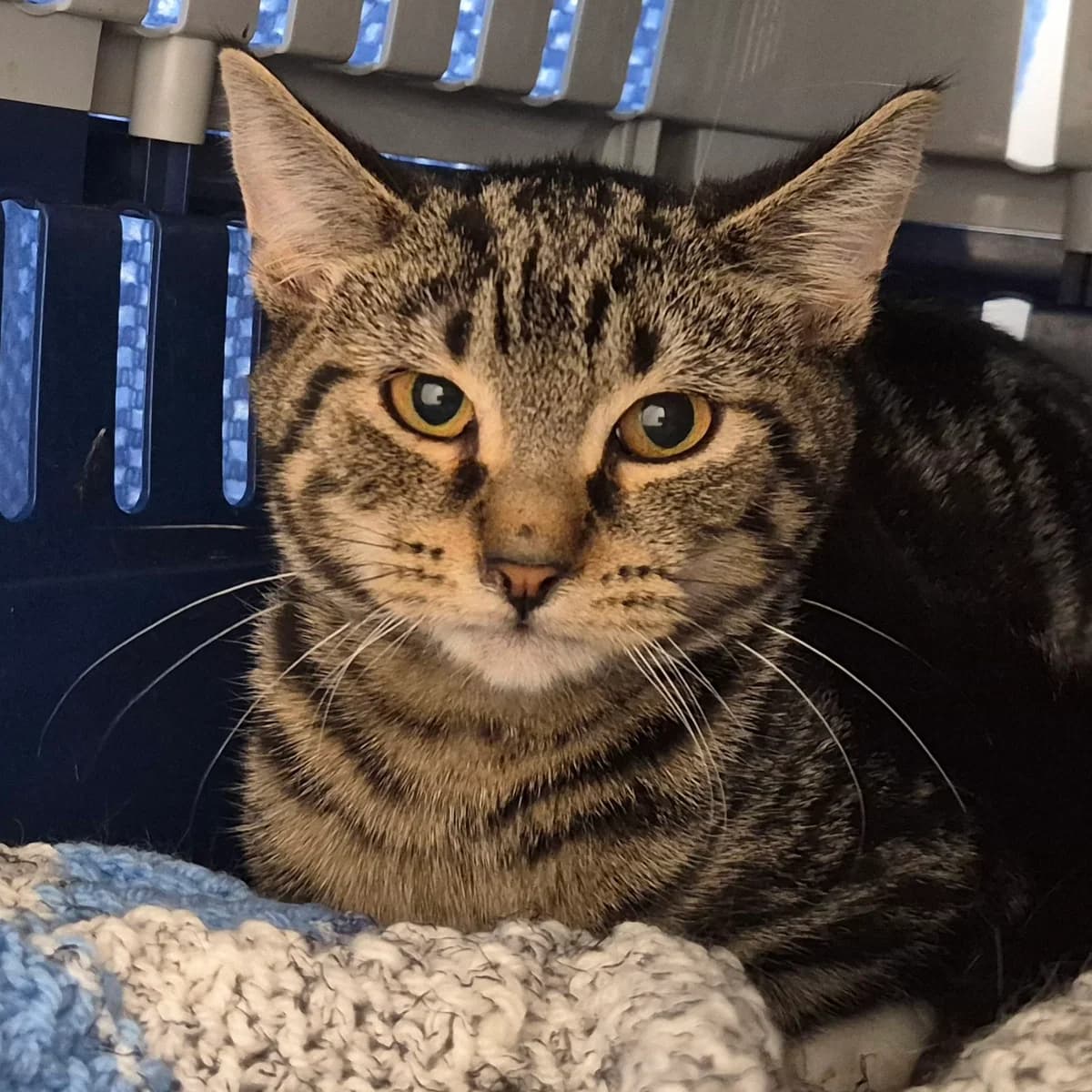 Simon- 3 Month Old Male, male Mixed Breed Cat for adoption at Rain Rescue