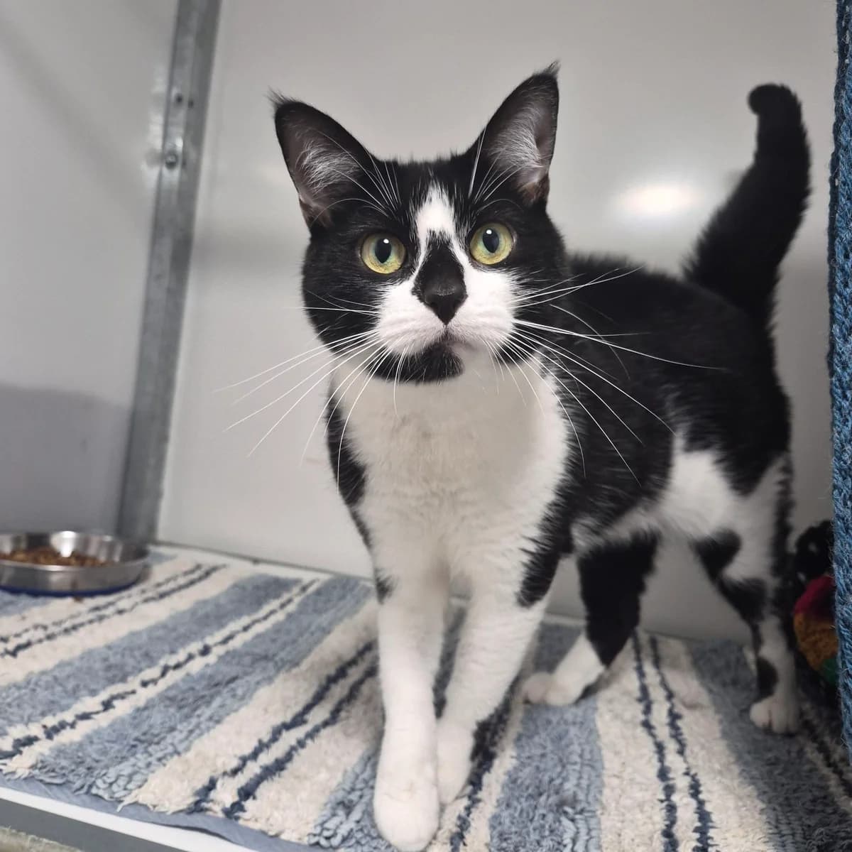 Penny β 3 Year Old Female, female Mixed Breed Cat for adoption at Rain Rescue