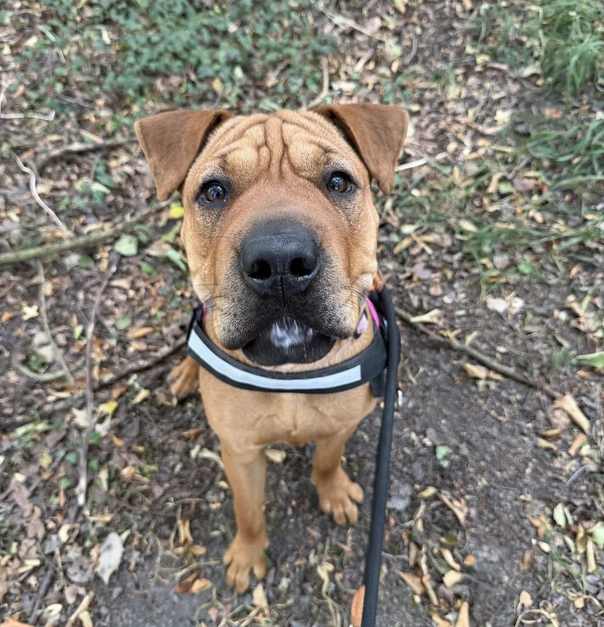 Molly – 8 month old Female, female Mixed Breed for adoption at Rain Rescue