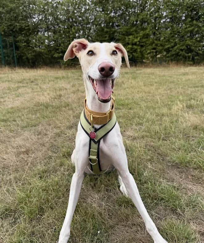 Ned – 1 year old Male, male Lurcher for adoption at Rain Rescue