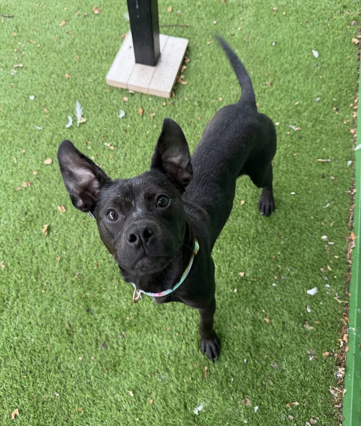 Maisy – 9 month old Female, female Mixed Breed for adoption at Rain Rescue