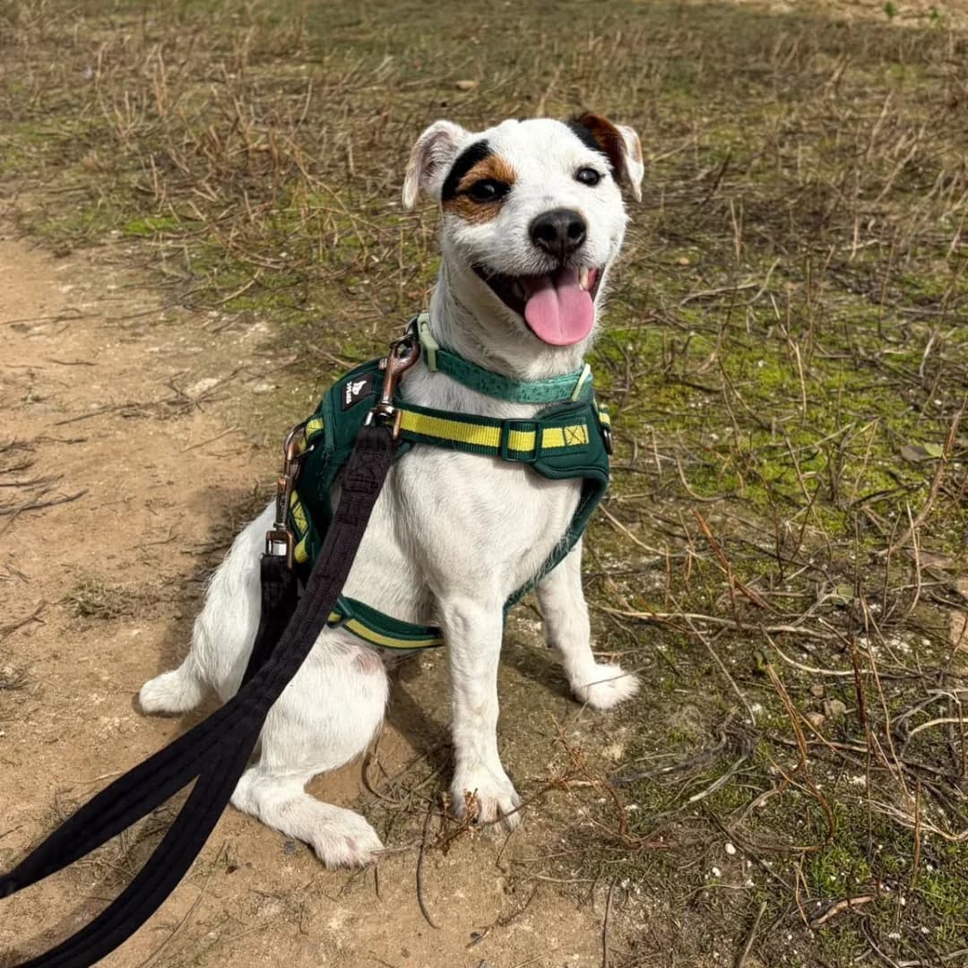 Penny – 6 month female, female puppy Jack Russell Terrier for adoption at Rain Rescue