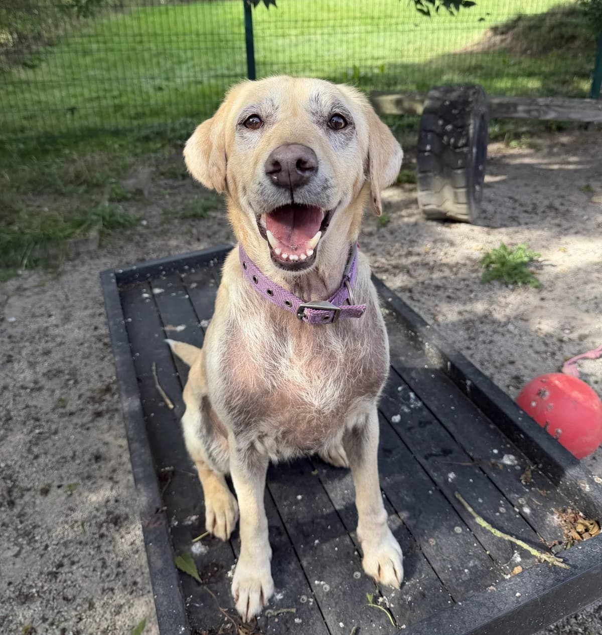 Darcey – 7 year old Female, female Labrador Retriever for adoption at Rain Rescue