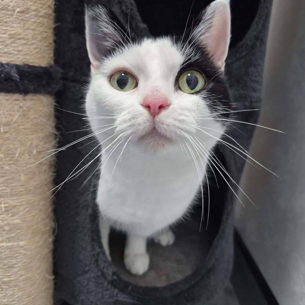 Harley- 12 Year Old Female, female senior Mixed Breed Cat for adoption at Rain Rescue
