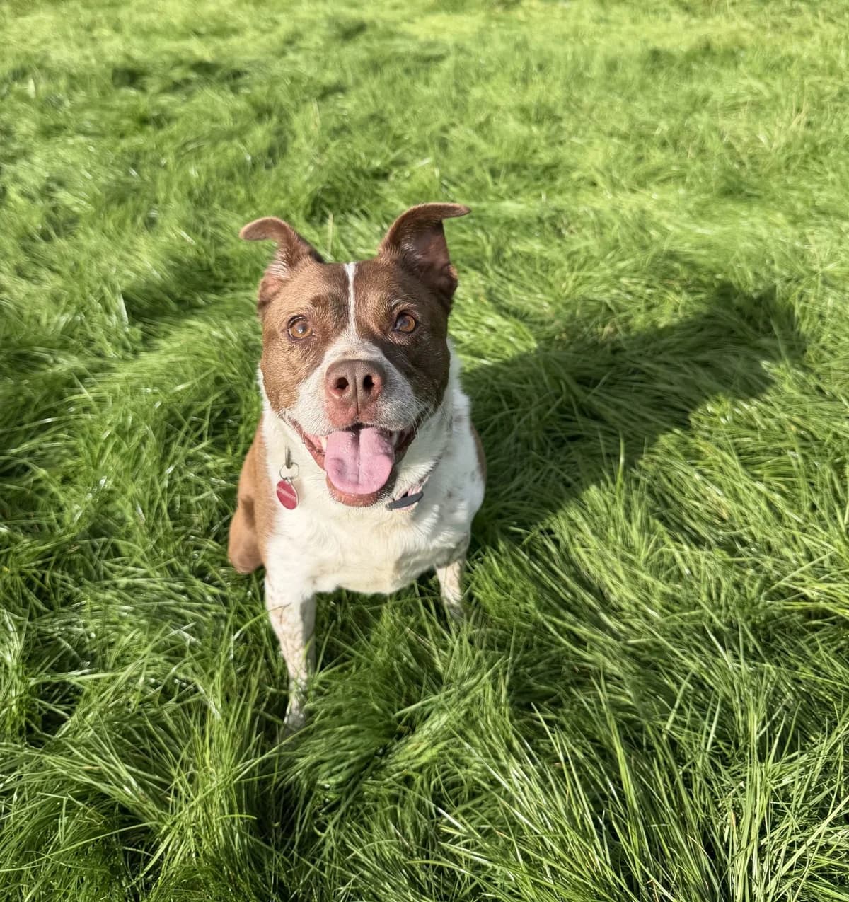 Nelly – 4 year old Female, female 4yo Boston Terrier for adoption at Rain Rescue