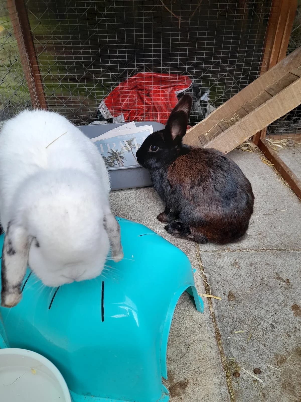 Apply to Adopt Clover and Brandy, female Mixed Breed for adoption at RATS Animal Rescue