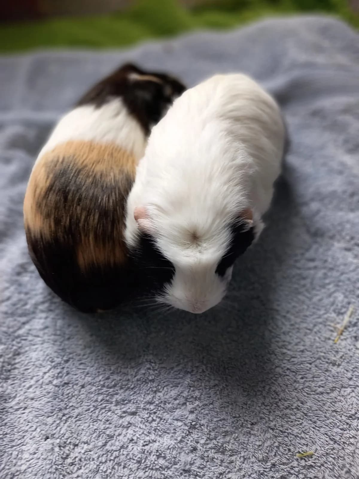 Apply to Adopt Pickle and Panda, male young Mixed Breed for adoption at RATS Animal Rescue