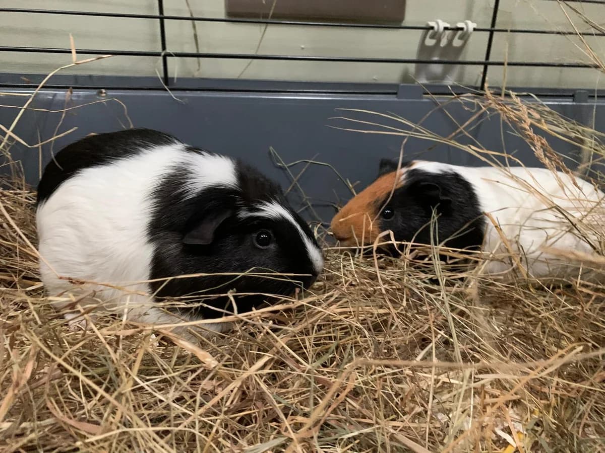 Apply to Adopt Pip & Bertie, male 3yo Mixed Breed for adoption at RATS Animal Rescue