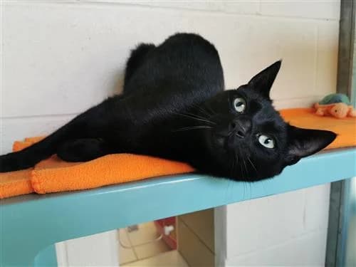 Storm, male 6yo Mixed Breed Cat for adoption at Raystede Centre, Ringmer