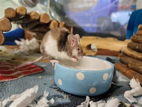 Frederick, male mixed breed for adoption at Ringmer