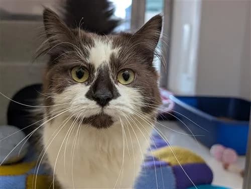 Kiki, female mixed breed for adoption at Ringmer