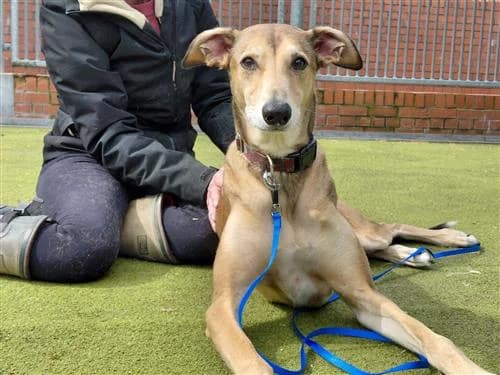 Sergei, male Lurcher for adoption at Ringmer