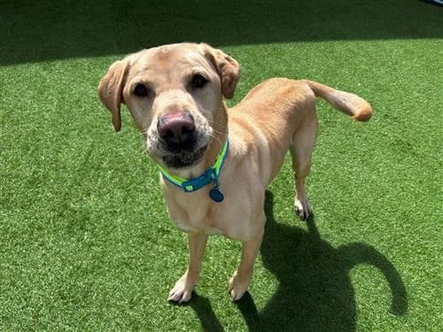 Stanley, male Labrador Retriever for adoption at Ringmer