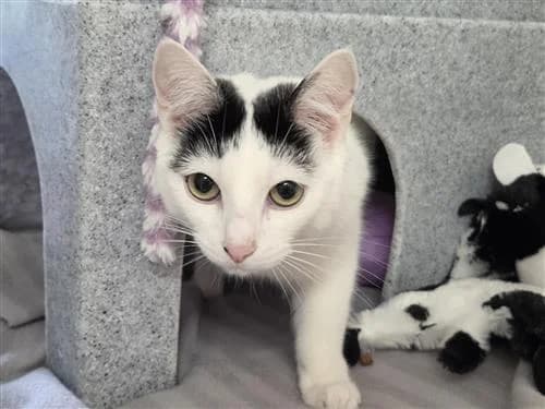 Winnie, female young Mixed Breed Cat for adoption at Raystede Centre, Ringmer