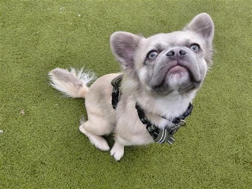 Roo, female 3yo English Bulldog for adoption at Raystede Centre, Ringmer