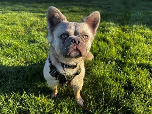 Stanley, male young French Bulldog for adoption at Raystede Centre, Ringmer