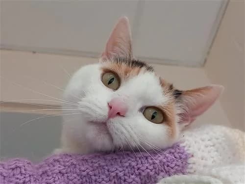 Wilma, female 7yo Mixed Breed Cat for adoption at Raystede Centre, Ringmer