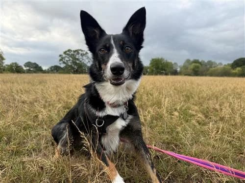 Willow, female 3yo Collie for adoption at Raystede Centre, Ringmer