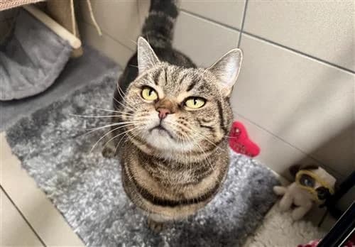 Rosie, female senior British Shorthair for adoption at Raystede Centre, Ringmer