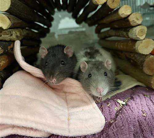 Sunny & Dee, male young mixed breed for adoption at Raystede Centre, Ringmer