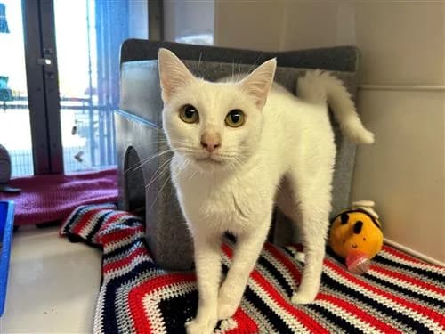 Snowberry, male 3yo Mixed Breed Cat for adoption at Raystede Centre, Ringmer