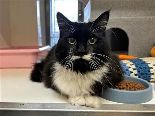 Sabrina, female senior Mixed Breed Cat for adoption at Raystede Centre, Ringmer