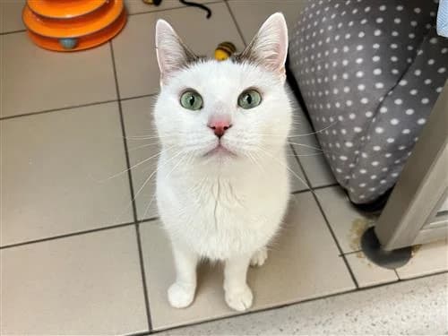 Peter, male senior Mixed Breed Cat for adoption at Raystede Centre, Ringmer