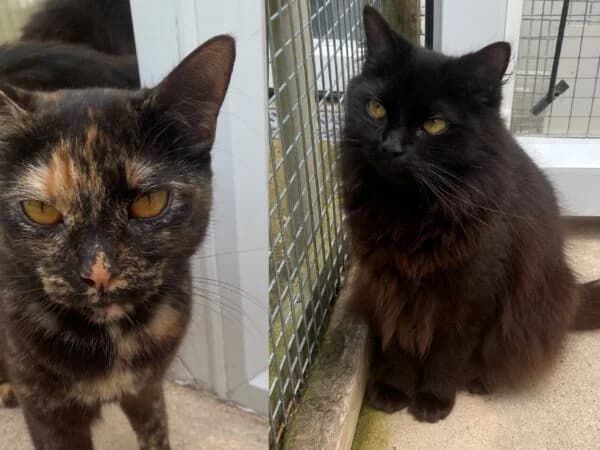 Cody & Lulu, female Mixed Breed for adoption at Redditch Cat Rescue