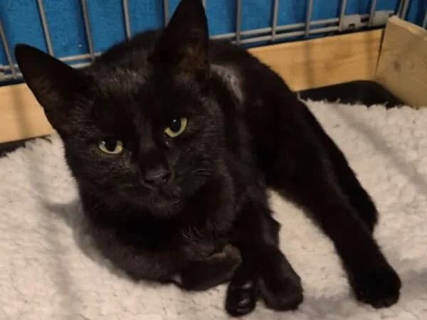 Connie, female puppy Mixed Breed for adoption at Redditch Cat Rescue