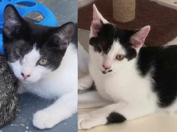 Henry & Hope, female Mixed Breed for adoption at Redditch Cat Rescue