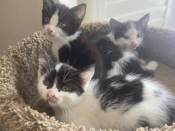 Kittens, puppy Mixed Breed for adoption at Redditch Cat Rescue