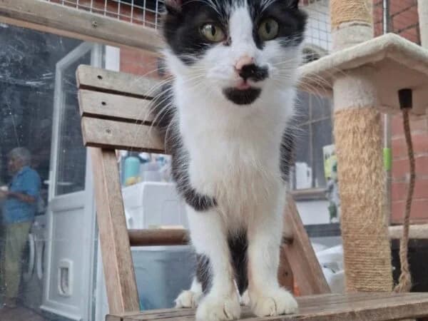 Purdy, female puppy Mixed Breed for adoption at Redditch Cat Rescue