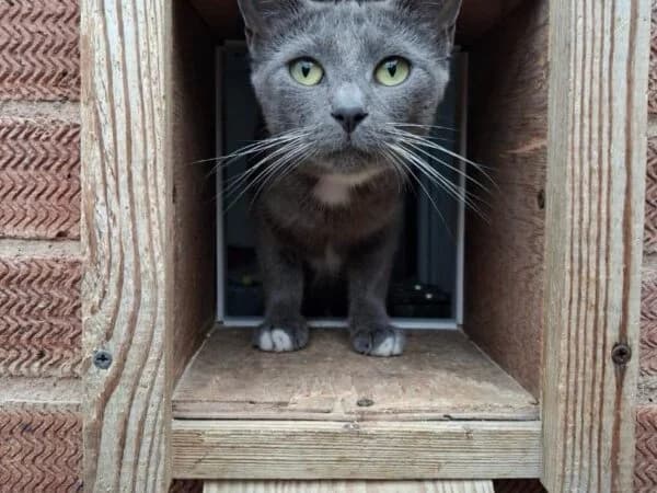 Sylvie, female 3yo Mixed Breed for adoption at Redditch Cat Rescue