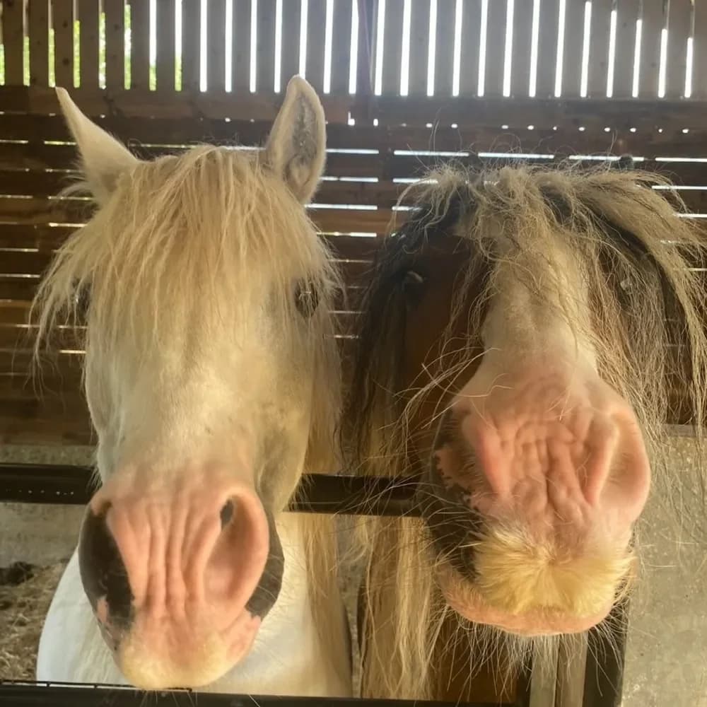 Cross Stitch & Gillespie, male senior mixed breed for adoption at Redwings Horse Sanctuary, Hapton