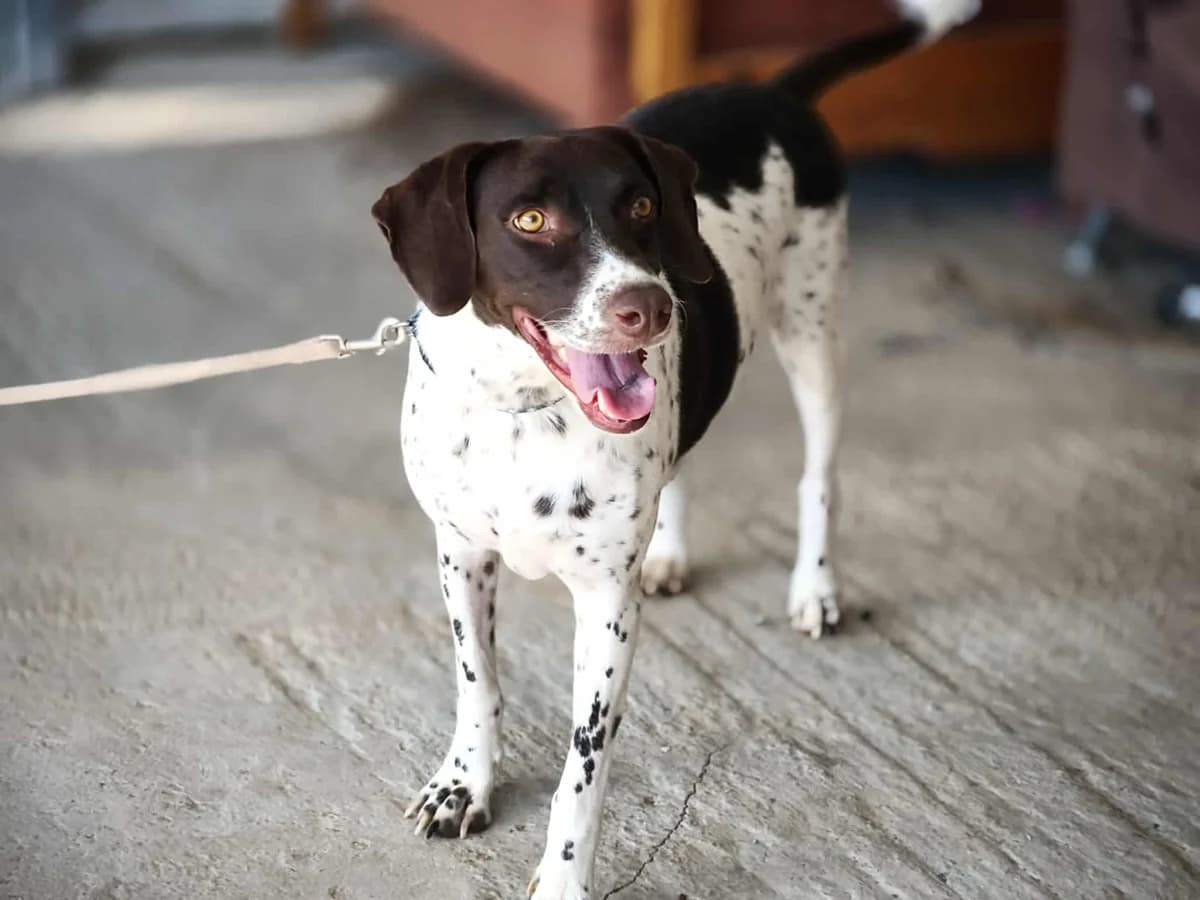 Purdy, female young Pointer for adoption at Rehoming Cyprus Pointers (Apollo