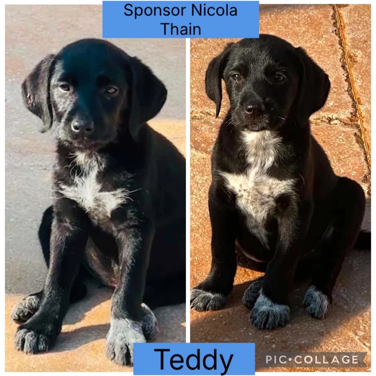 Teddy – In Foster in Lincolnshire, male puppy Pointer for adoption at Rehoming Cyprus Pointers (Apollo