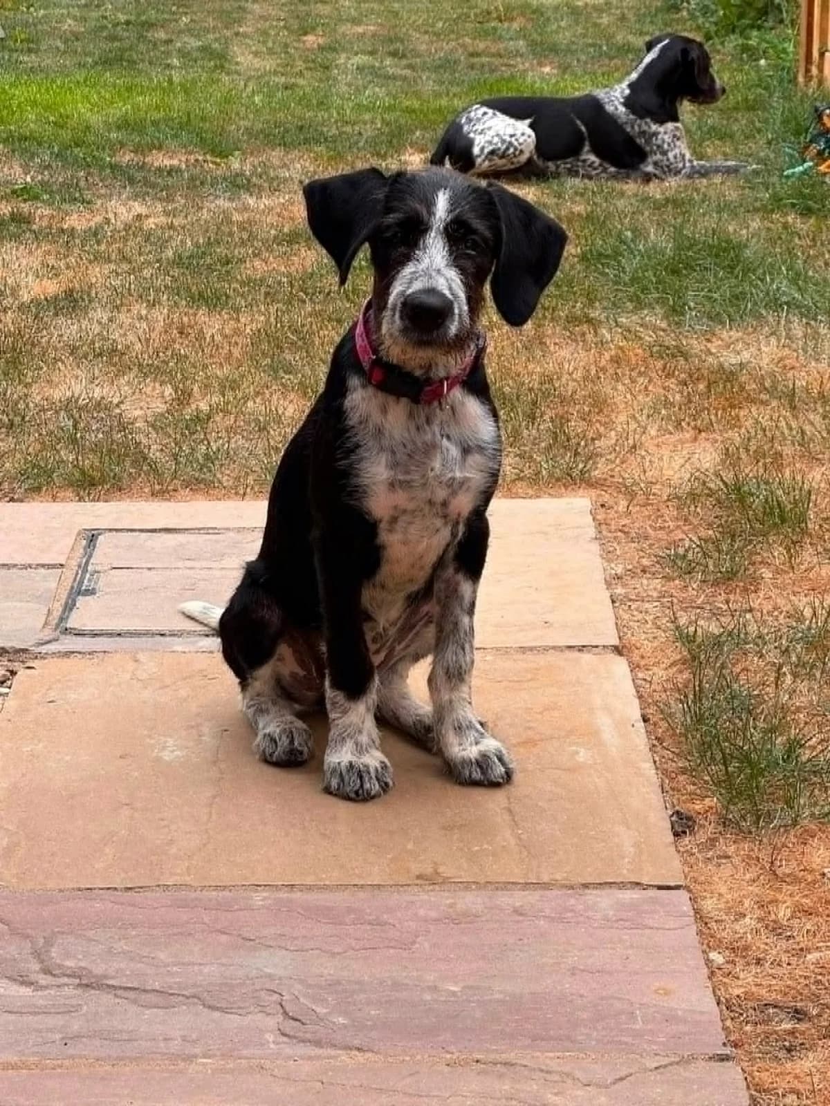 Princess – In Foster In West Sussex, female puppy Pointer for adoption at Rehoming Cyprus Pointers (Apollo