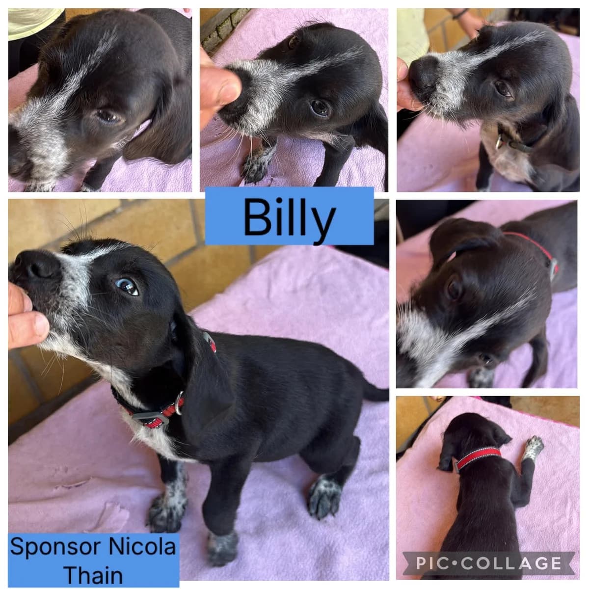Billy- In Foster in Denbighshire, male puppy Pointer for adoption at Rehoming Cyprus Pointers (Apollo