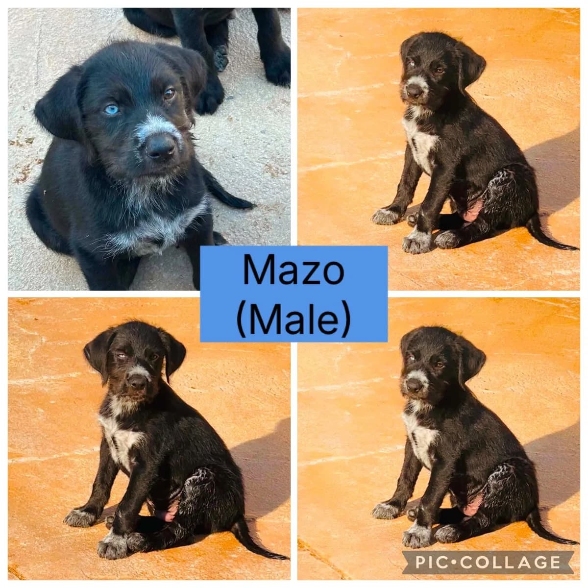 Mazo – In Foster In Warwickshire, male puppy Pointer for adoption at Rehoming Cyprus Pointers (Apollo