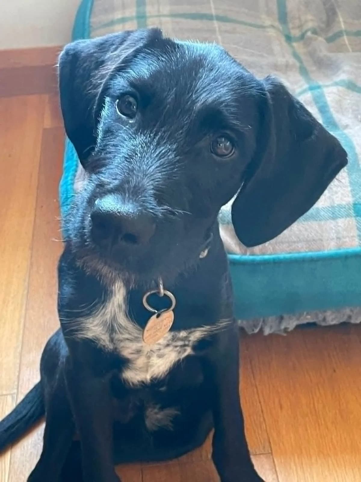 Oakley – In Foster in Surrey, male puppy Pointer for adoption at Rehoming Cyprus Pointers (Apollo
