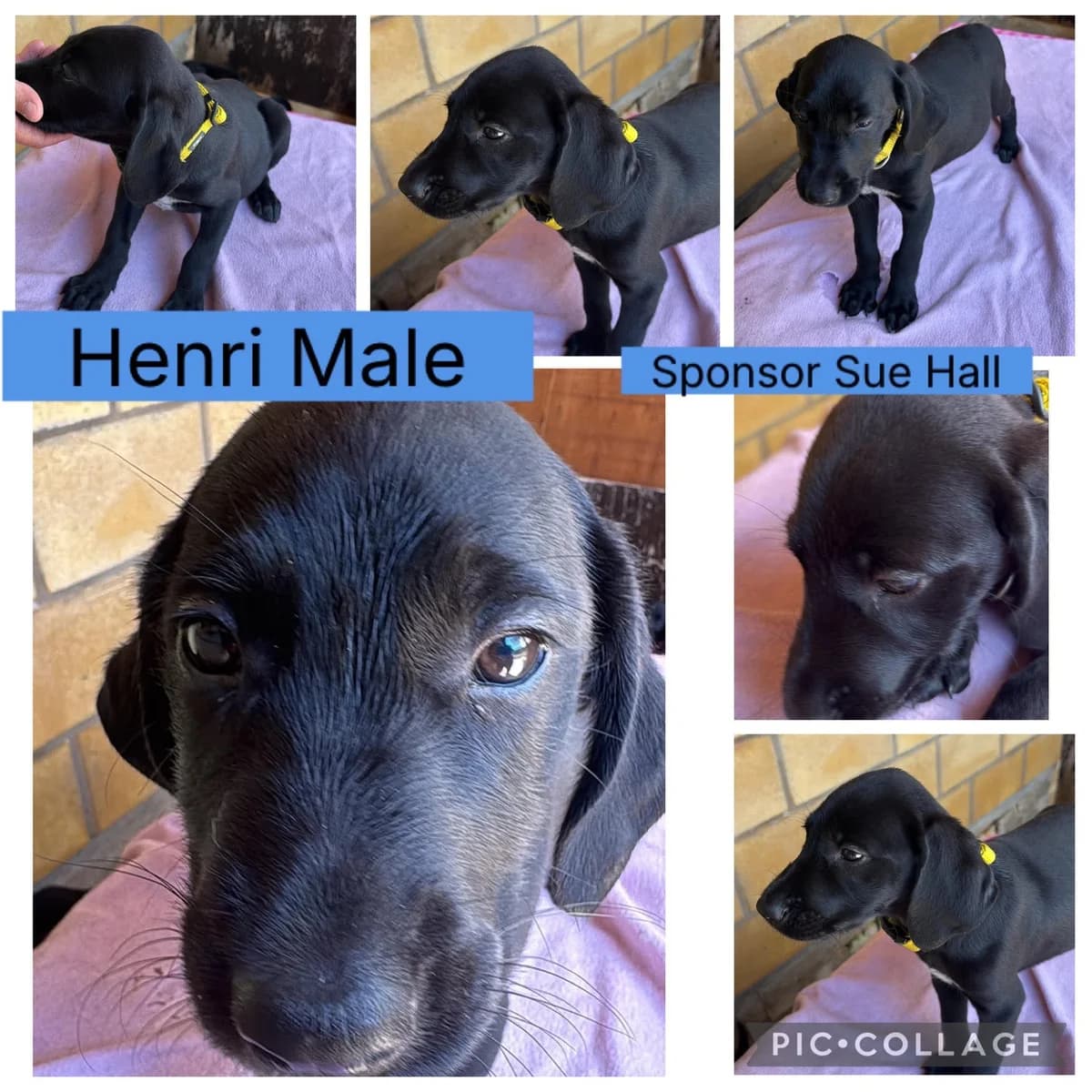 Henri, male puppy Pointer for adoption at Rehoming Cyprus Pointers (Apollo