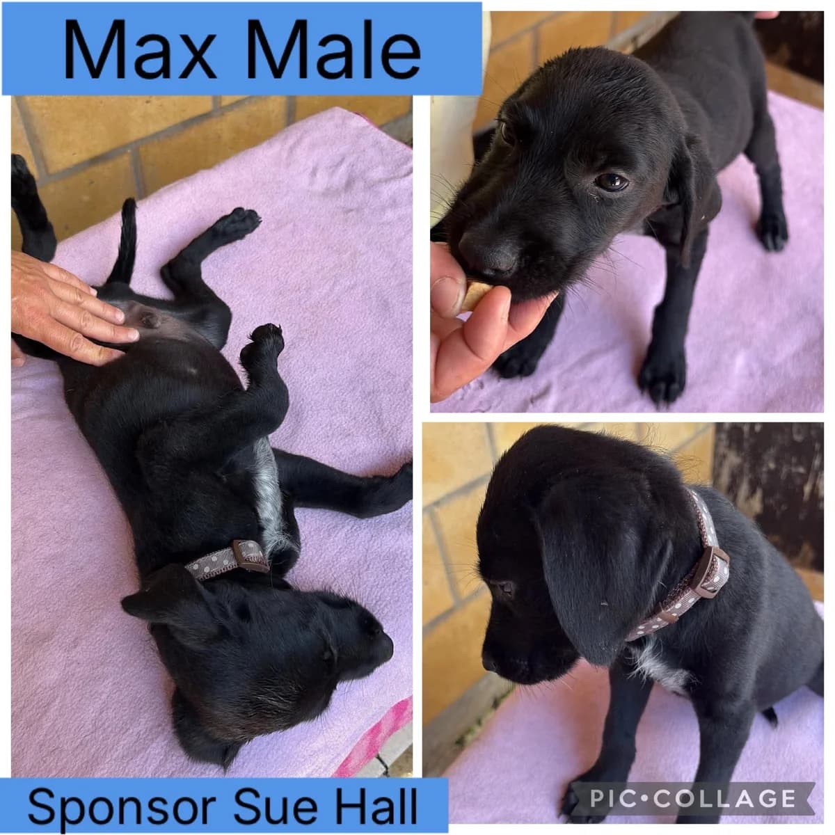 Max – In Foster In Yorkshire, male puppy Pointer for adoption at Rehoming Cyprus Pointers (Apollo