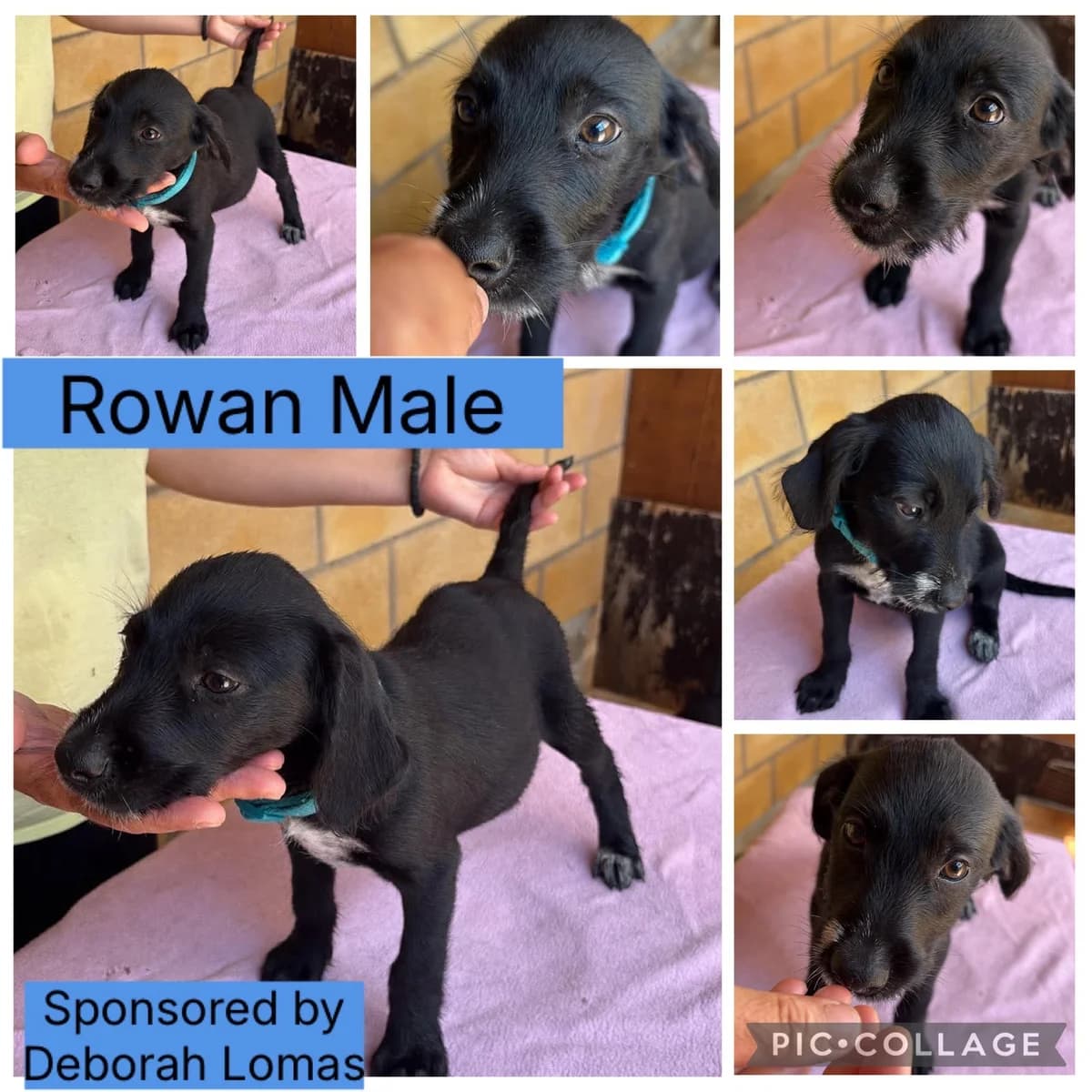 Rowan – In Foster In Warwickshire, male puppy Pointer for adoption at Rehoming Cyprus Pointers (Apollo
