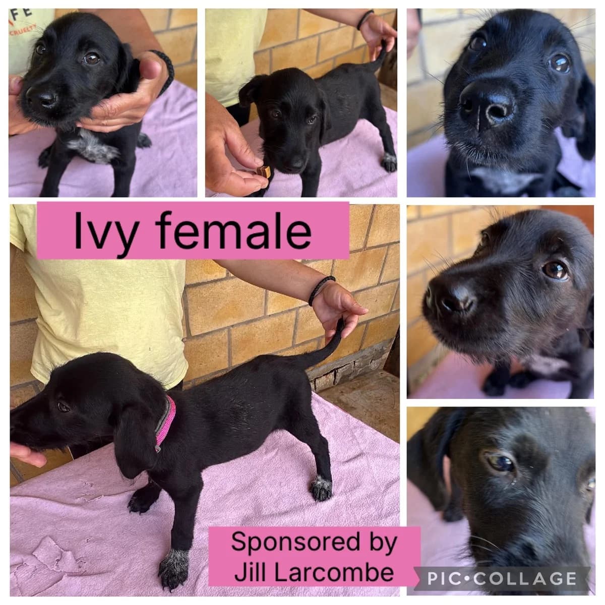 Ivy- In Foster In Falkirk, female puppy Pointer for adoption at Rehoming Cyprus Pointers (Apollo