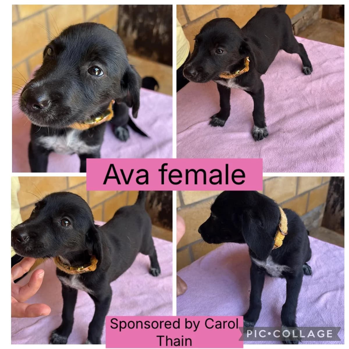 Ava – In Foster in North Cumbria, female puppy Pointer for adoption at Rehoming Cyprus Pointers (Apollo