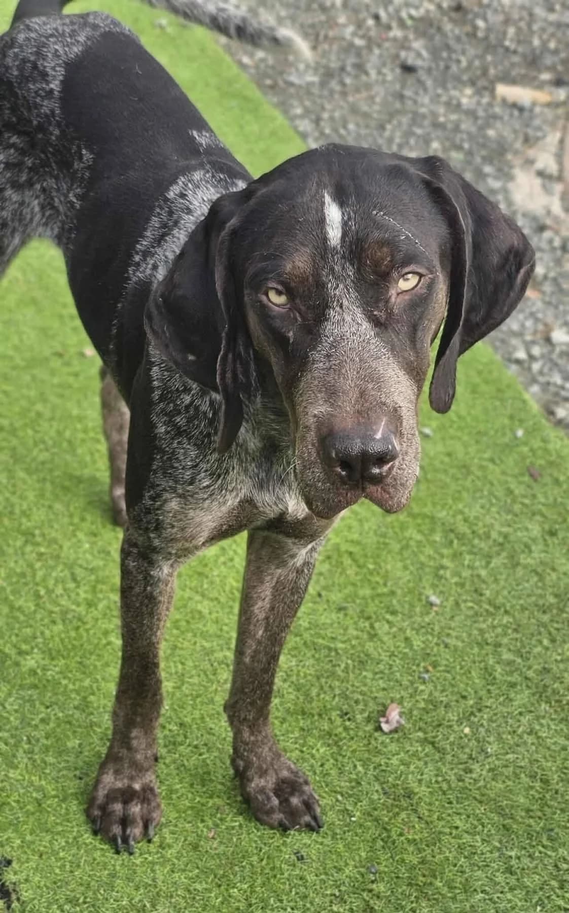 Wilf – In Foster In Merseyside, male 4yo Pointer for adoption at Rehoming Cyprus Pointers (Apollo