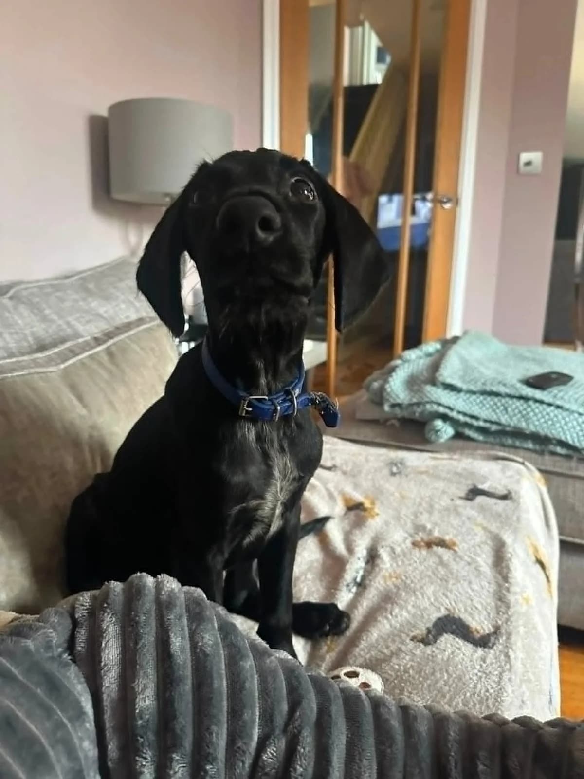 Ozzie, male puppy German Shorthaired Pointer for adoption at Rehoming Cyprus Pointers (Apollo