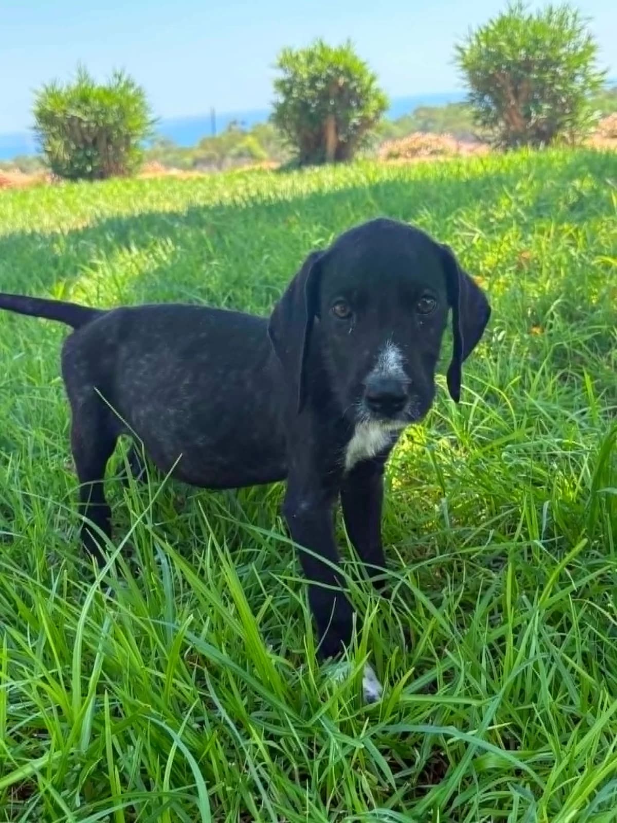 Reacher, male puppy Pointer for adoption at Rehoming Cyprus Pointers (Apollo