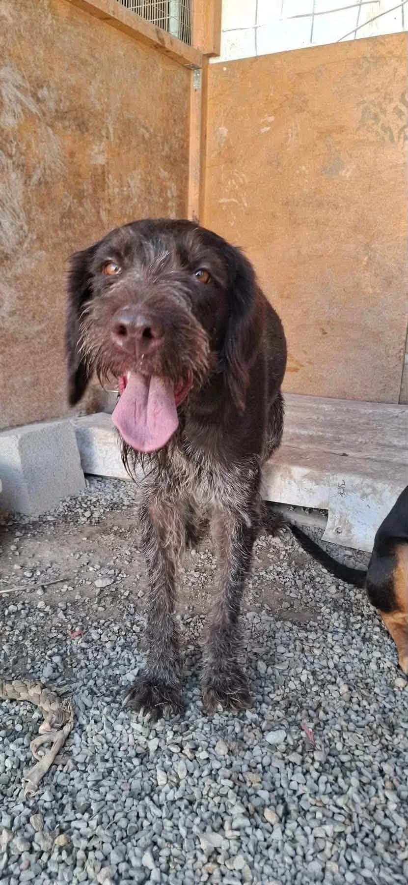 Abbey, female puppy Pointer for adoption at Rehoming Cyprus Pointers (Apollo